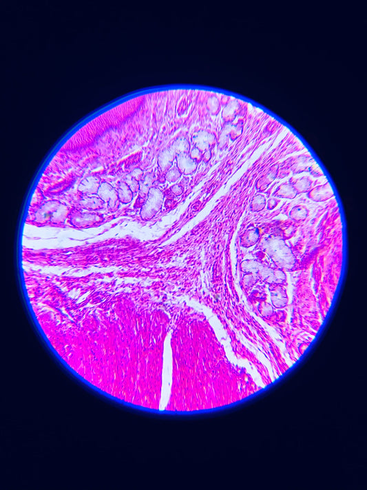 Transdermale Patches De Wetenschap Achter de Huidpenetratie