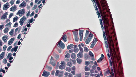 Ontdek de Waarheid Mythen over Transdermale Supplementen
